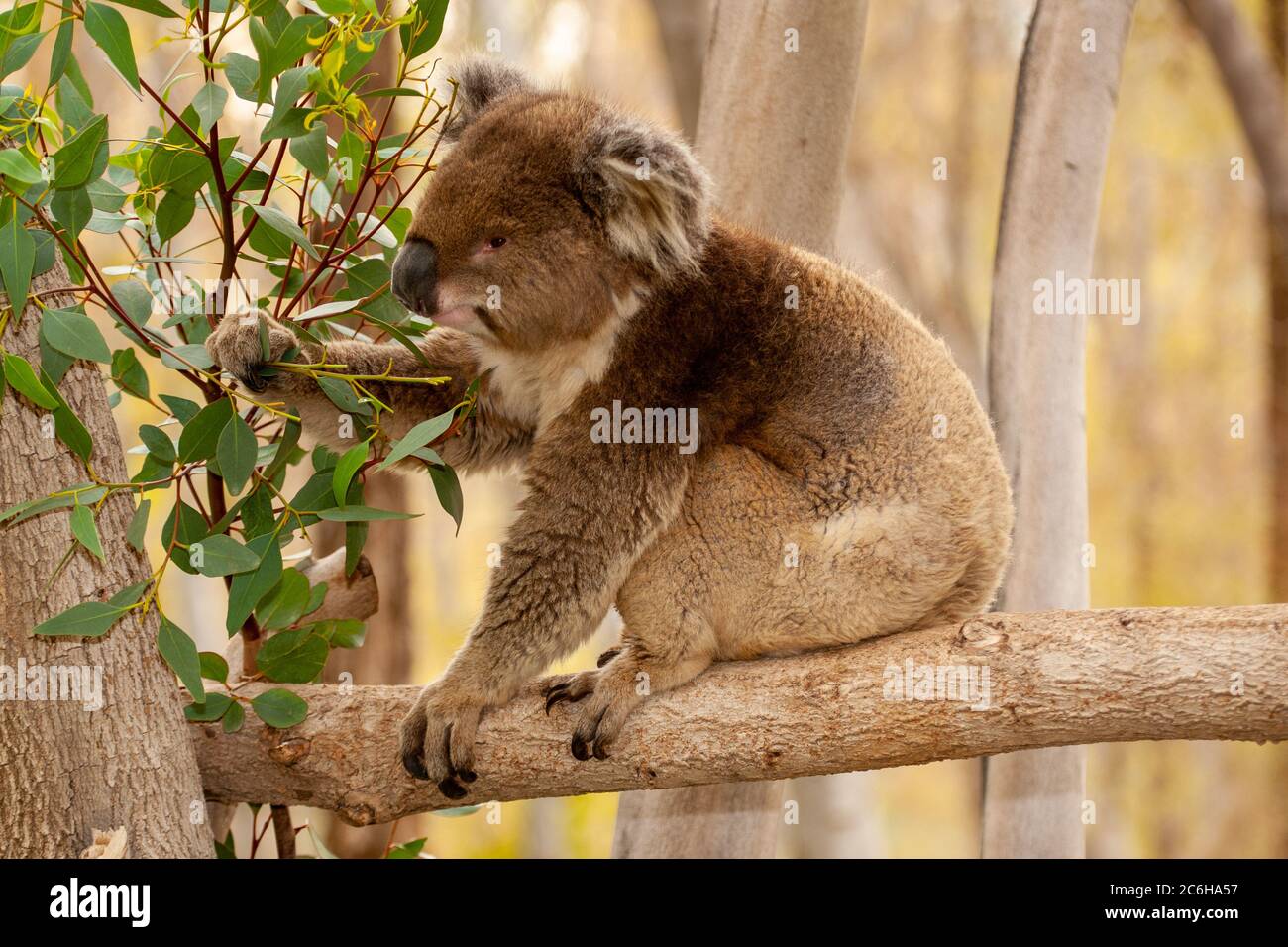 Koala (Phascolarctos cinereus) eats leaves in an Eucalyptus tree Stock Photo Alamy