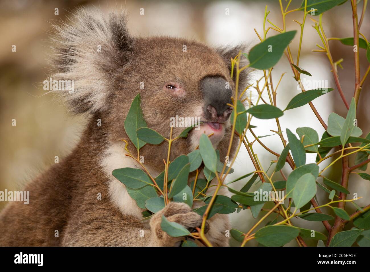 Koala (Phascolarctos cinereus) eats leaves in an Eucalyptus tree Stock Photo Alamy