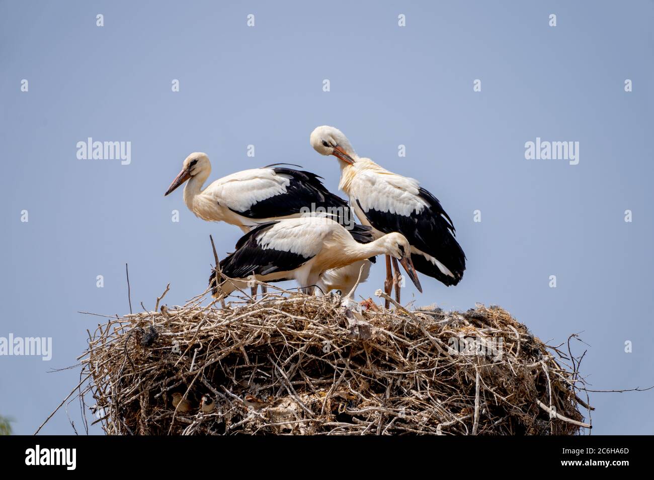 Nest of a White Stork (Ciconia ciconia) adults are feeding the young Photographed in Israel in June Stock Photo