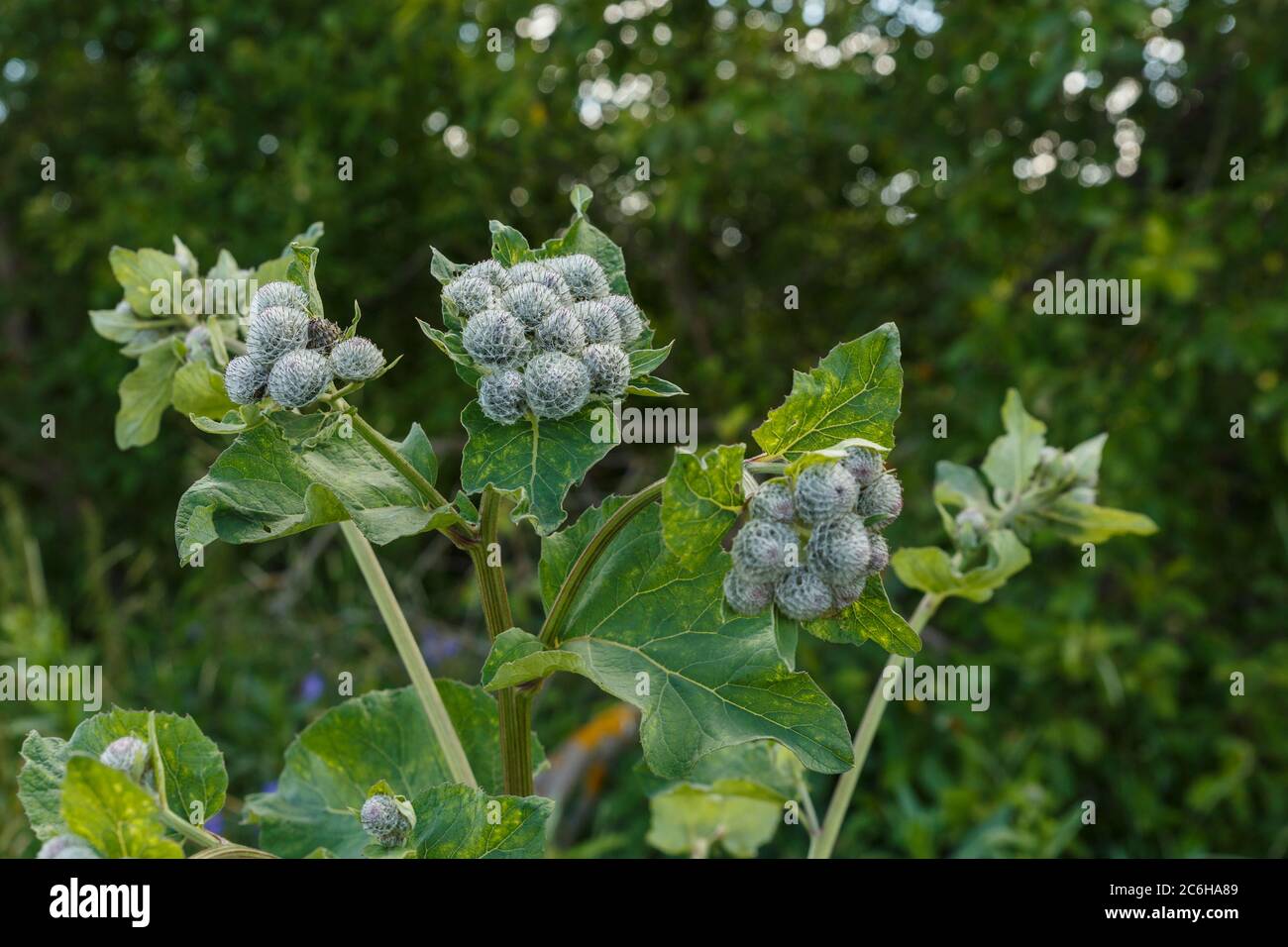 Arctium lappa, commonly called greater burdock. Blooming medicinal plant burdock. Stock Photo