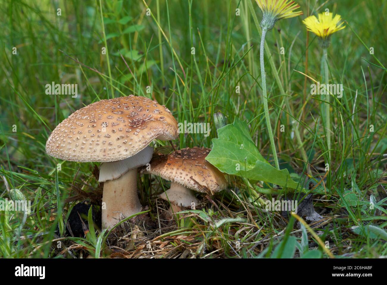 Edible mushroom Amanita rubescens in the meadow under birch and aspen trees. Known as blusher mushroom. Wild musrooms growing in the grass. Stock Photo
