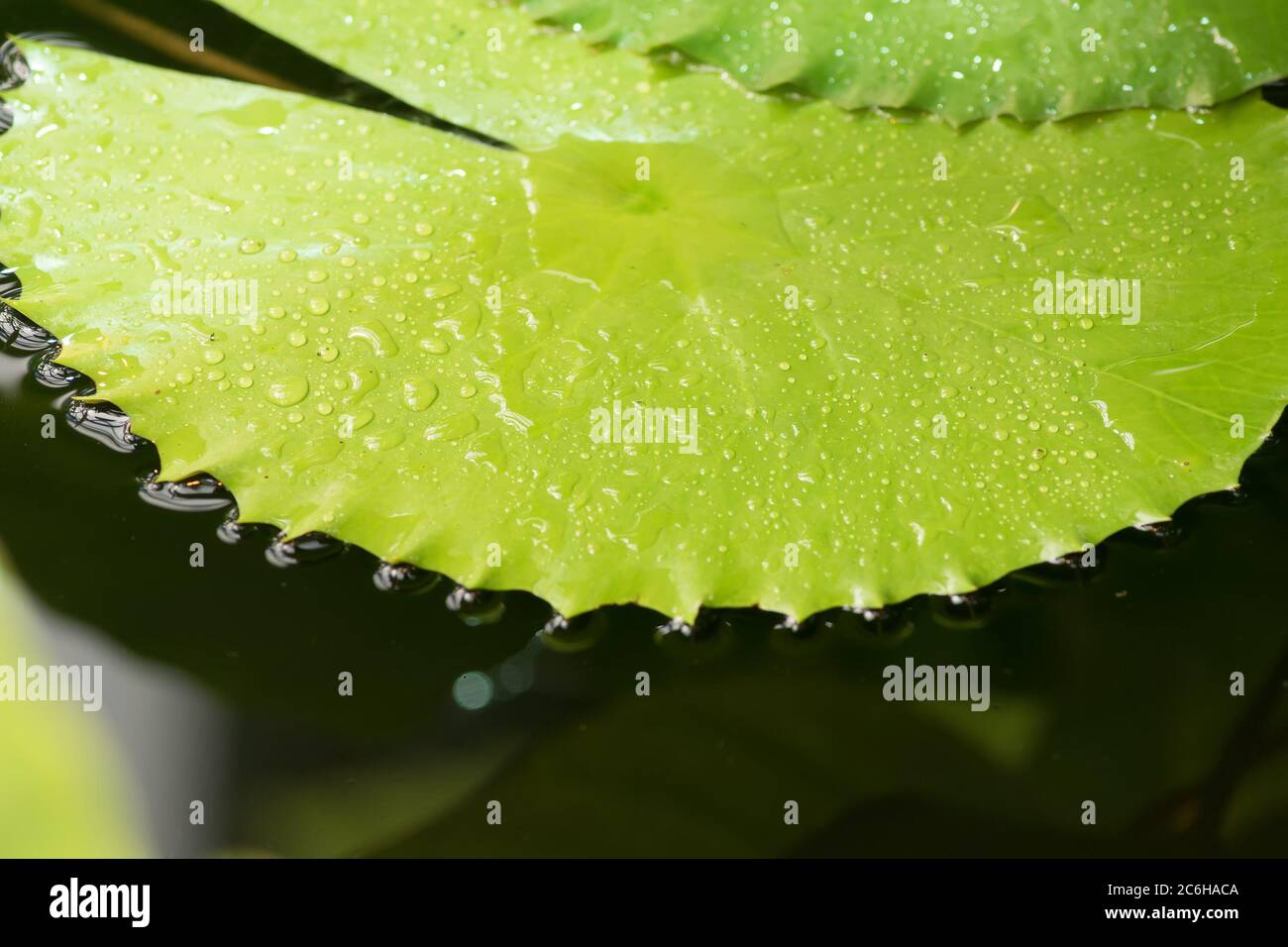 Water lily Leaves float on water surface in garden Stock Photo Alamy