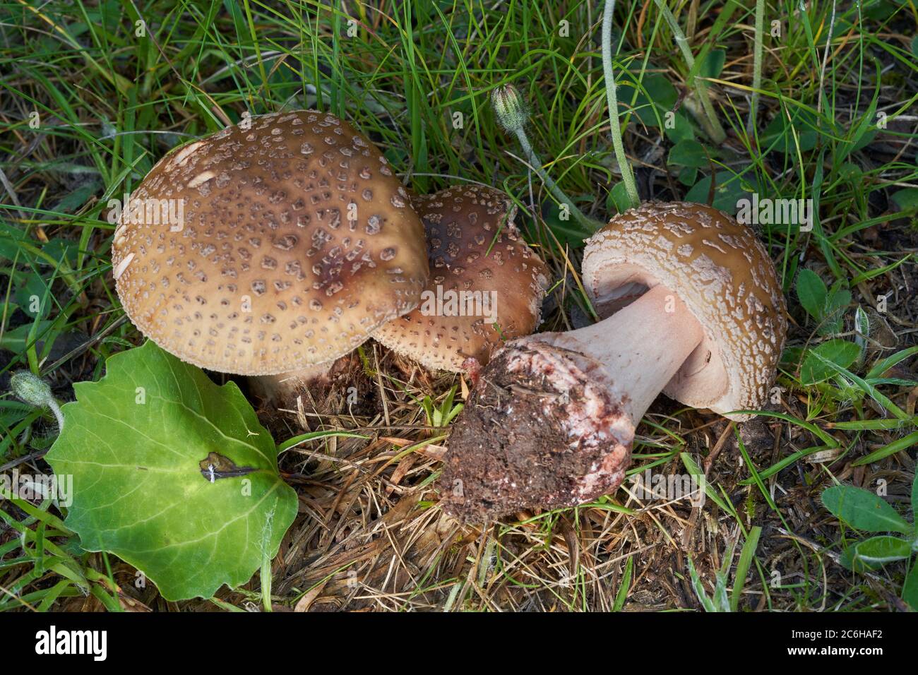 Edible mushroom Amanita rubescens in meadow under birch and aspen trees. Known as blusher mushroom. Wild musrooms growing in the grass, atlas photo. Stock Photo
