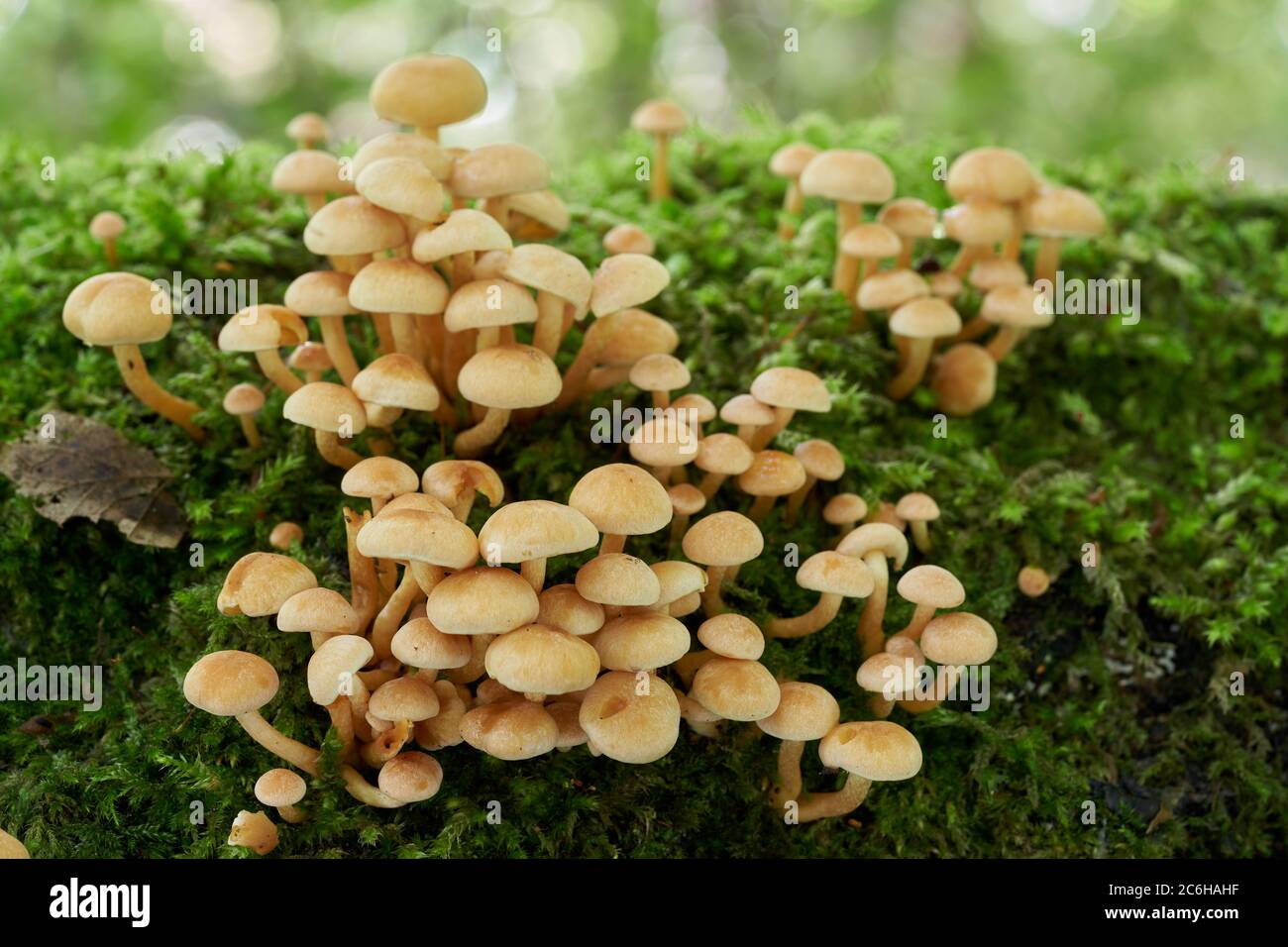 Poisonous mushroom Hypholoma fasciculare in the birch forest. Known as sulphur tuft, sulfur tuft or clustered woodlover. Cluster of wild mushrooms. Stock Photo