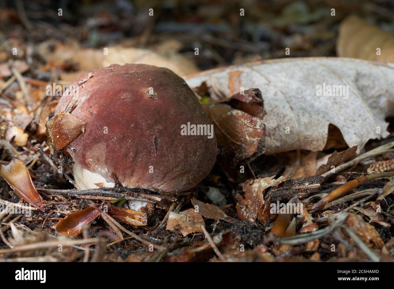 Edible mushroom Boletus pinophilus in the beech forest. Known as pine