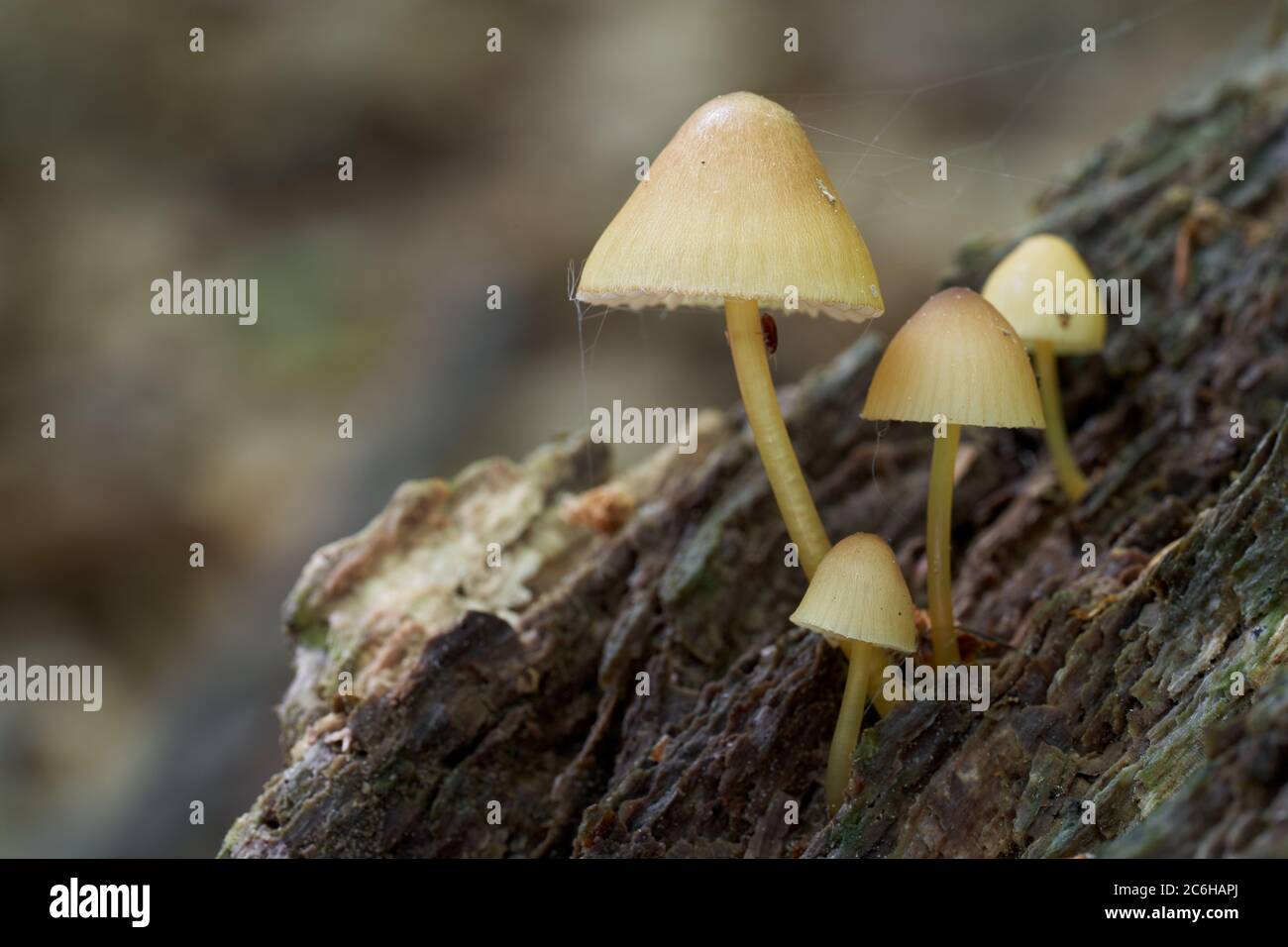 Inedible mushroom Mycena renati in the beech forest. Known as beautiful bonnet. Group of wild yellow mushrooms growing on the tree stump. Stock Photo