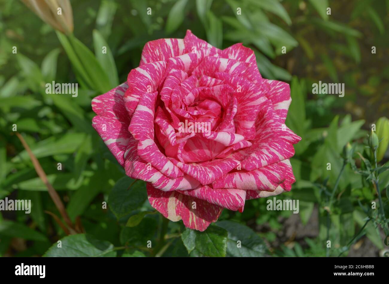 Colorful bush of striped roses in the garden. Beautiful pink and white