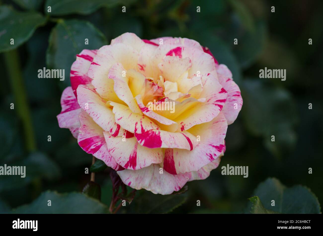 Camille Pissarro roses grows in the garden Stock Photo