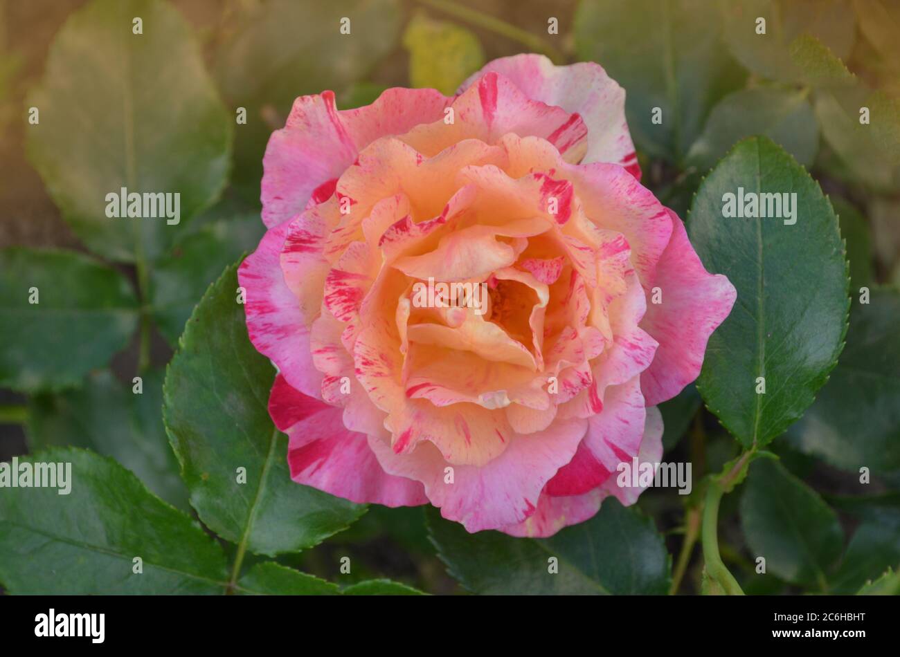 Striped yellow and red rose grown. Bicolor yellow rose flower with red