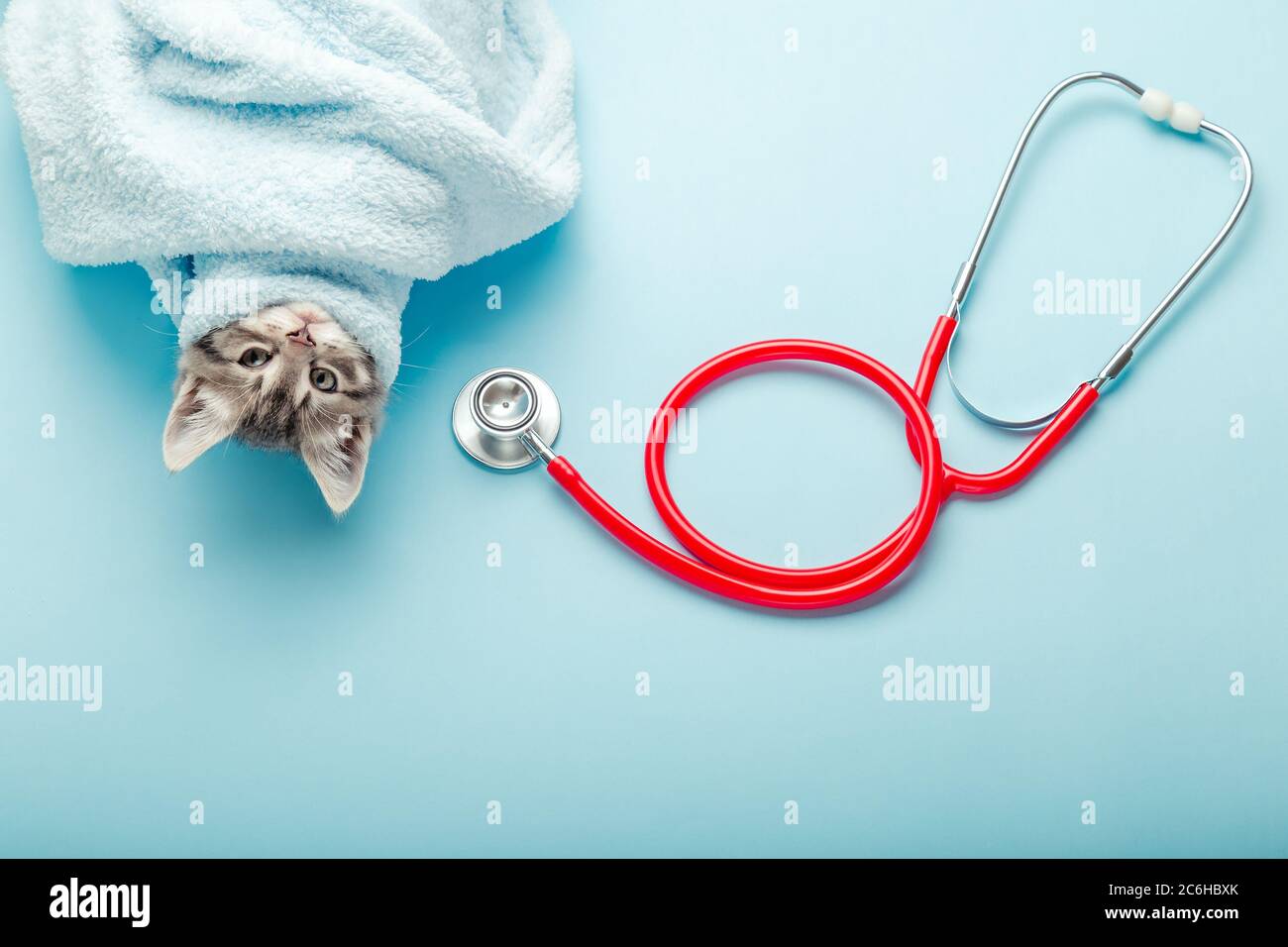 Kitten vet examining. Striped gray cat and stethoscope on color blue background. Kitten pet check up, vaccination in veterinarian animal clinic Stock Photo