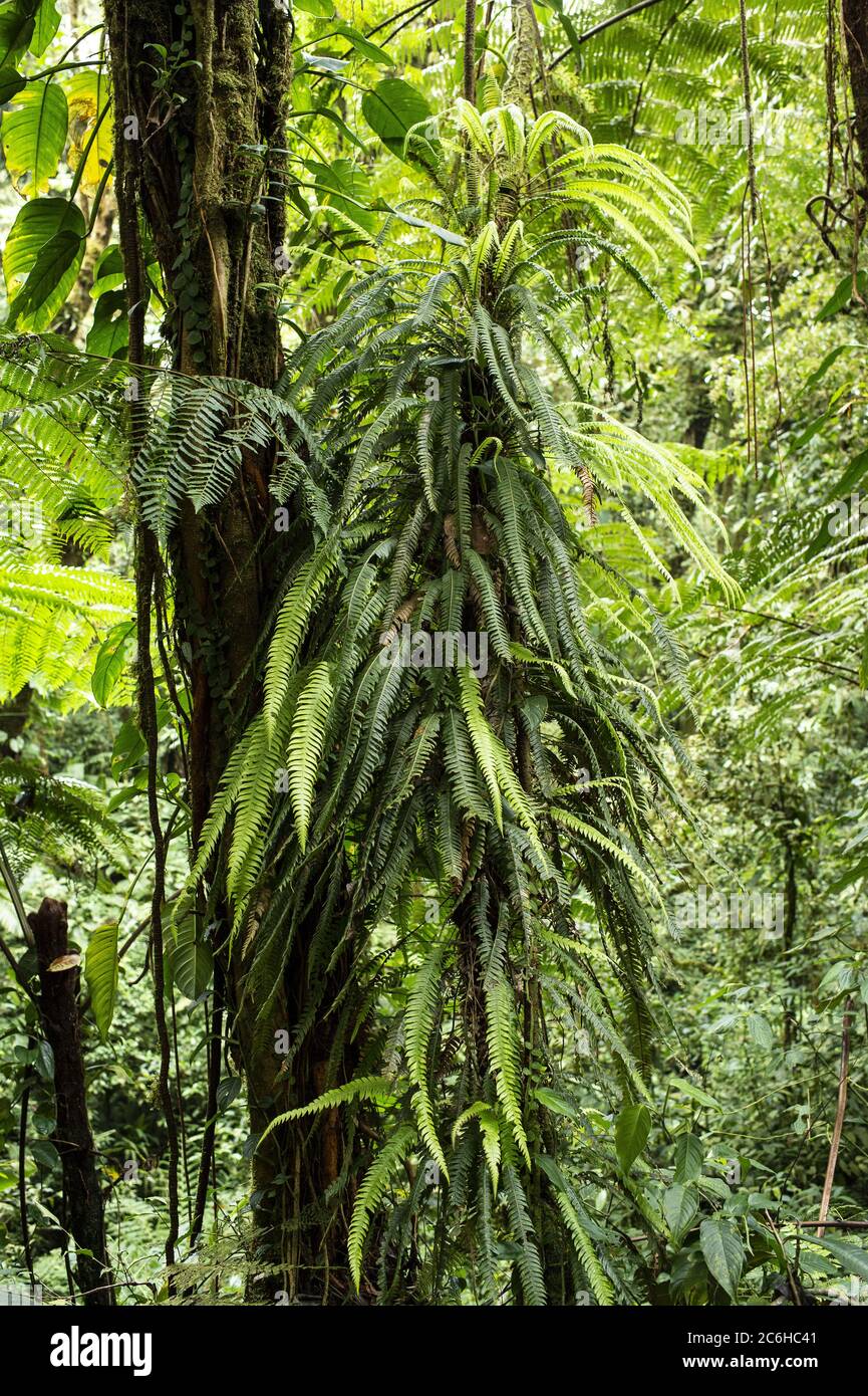Epiphite fern, Lomaridium fragile, Blechnaceae, Santa Elena Biological Reserve, Costa Rica, Centroamerica Stock Photo