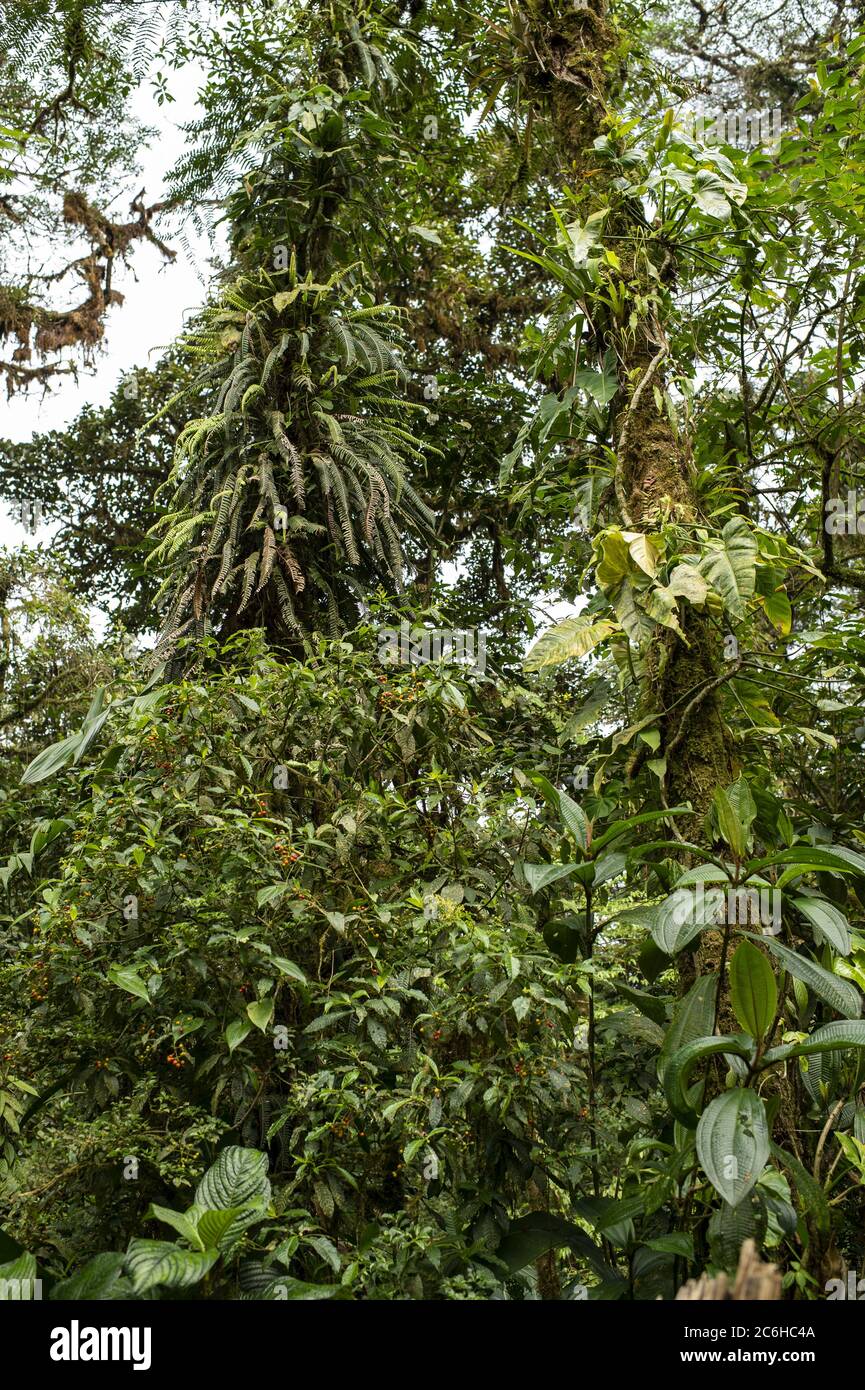 Epiphites plants and ferns, Santa Elena Biological Reserve, Costa Rica, Centroamerica Stock Photo