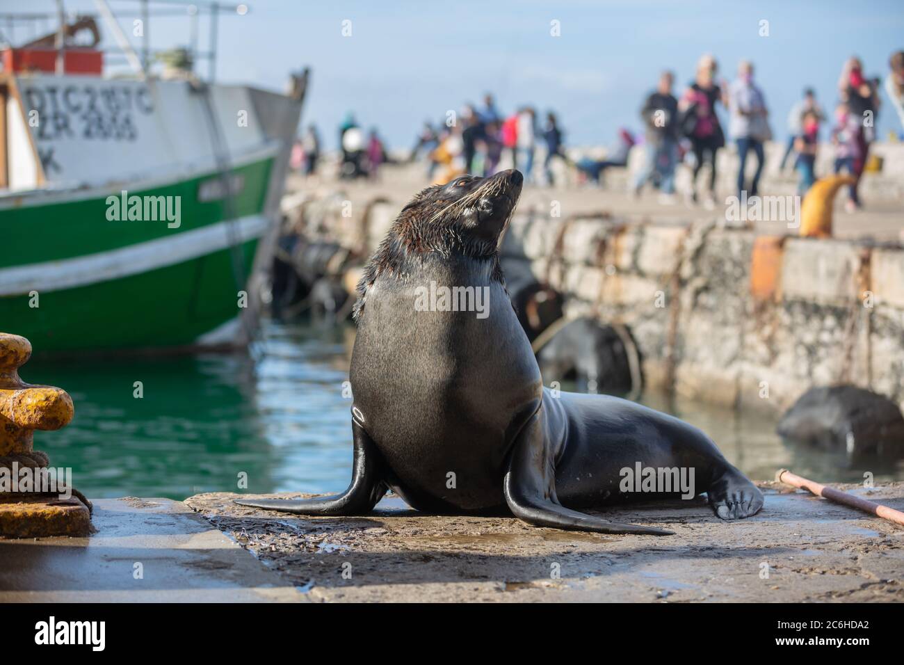 CAPE TOWN, SOUTH AFRICA JULY 4 Cape Fur Seal sun bathing in Kalk Bay