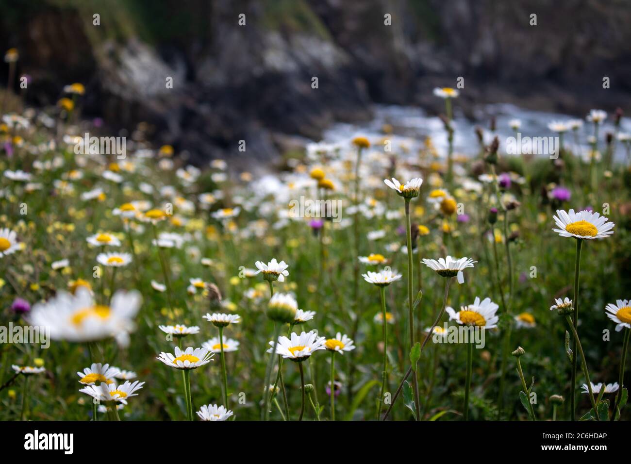 Flowers of daisies in the countryside at sunset Stock Photo