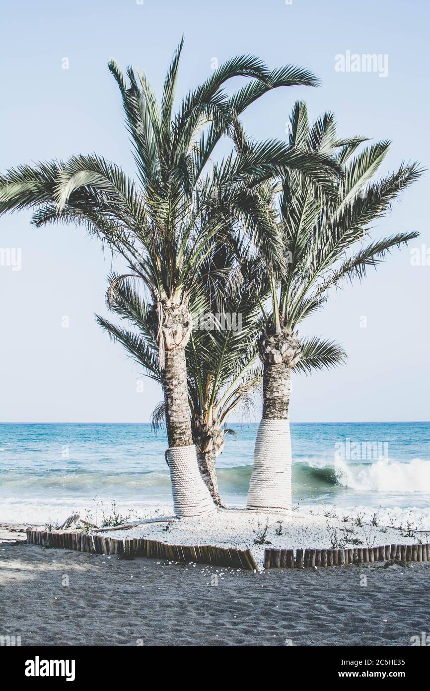 Palm trees on the beach Stock Photo Alamy