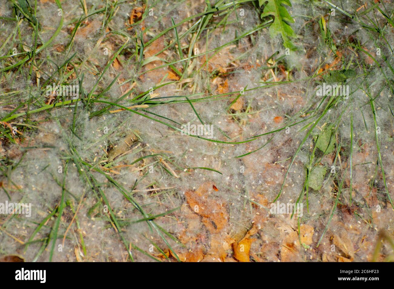 White poplar fluff laying in the grass Stock Photo