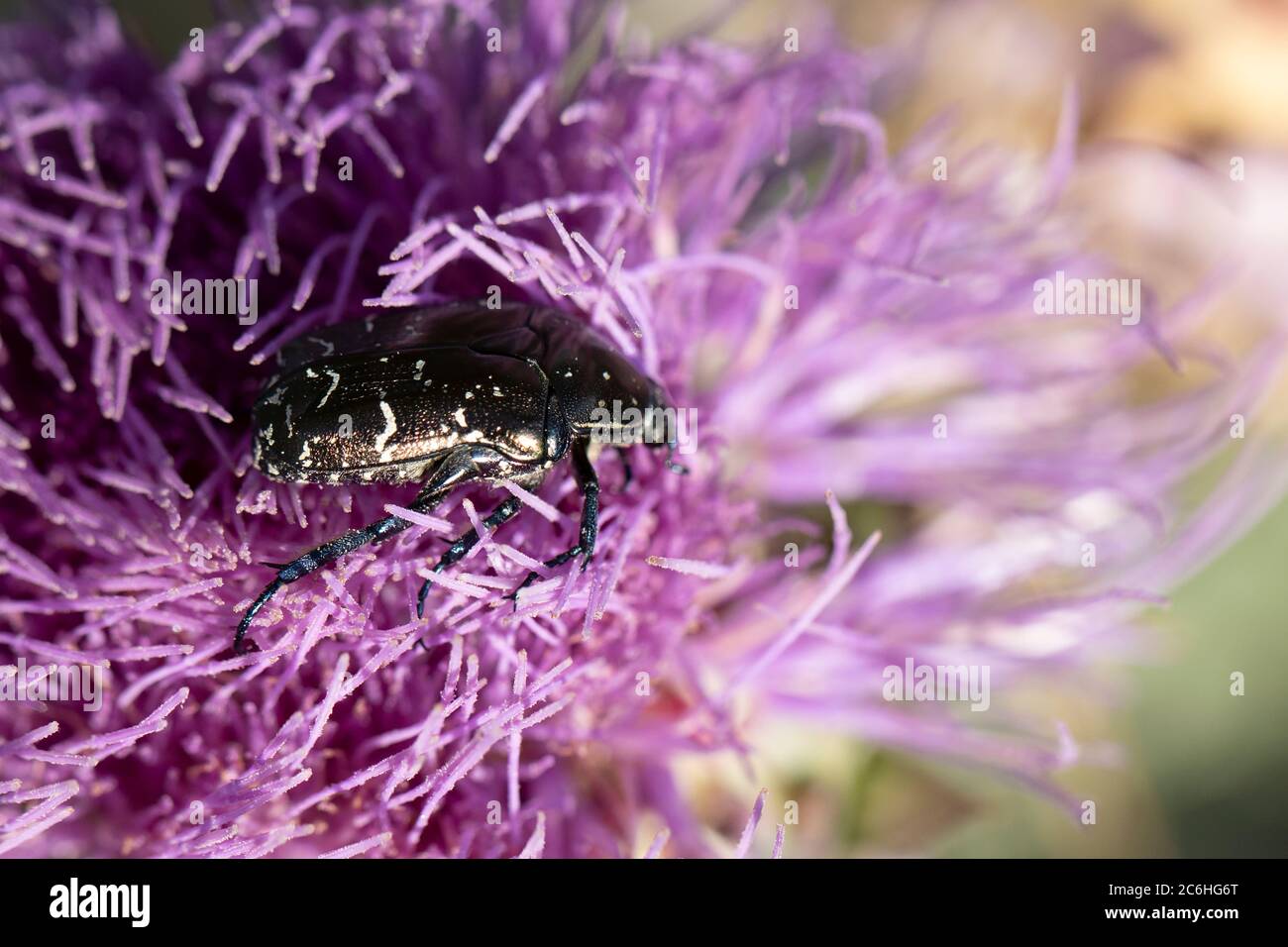 Photo of Mediterranean spotted chafer beetle on flower. Stock Photo