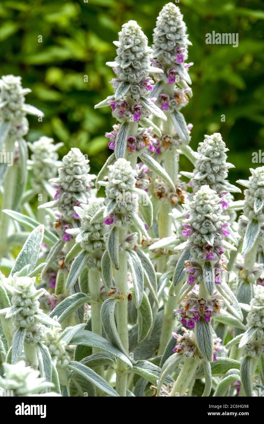 Stachys Silver Carpet spikes blooming Stock Photo