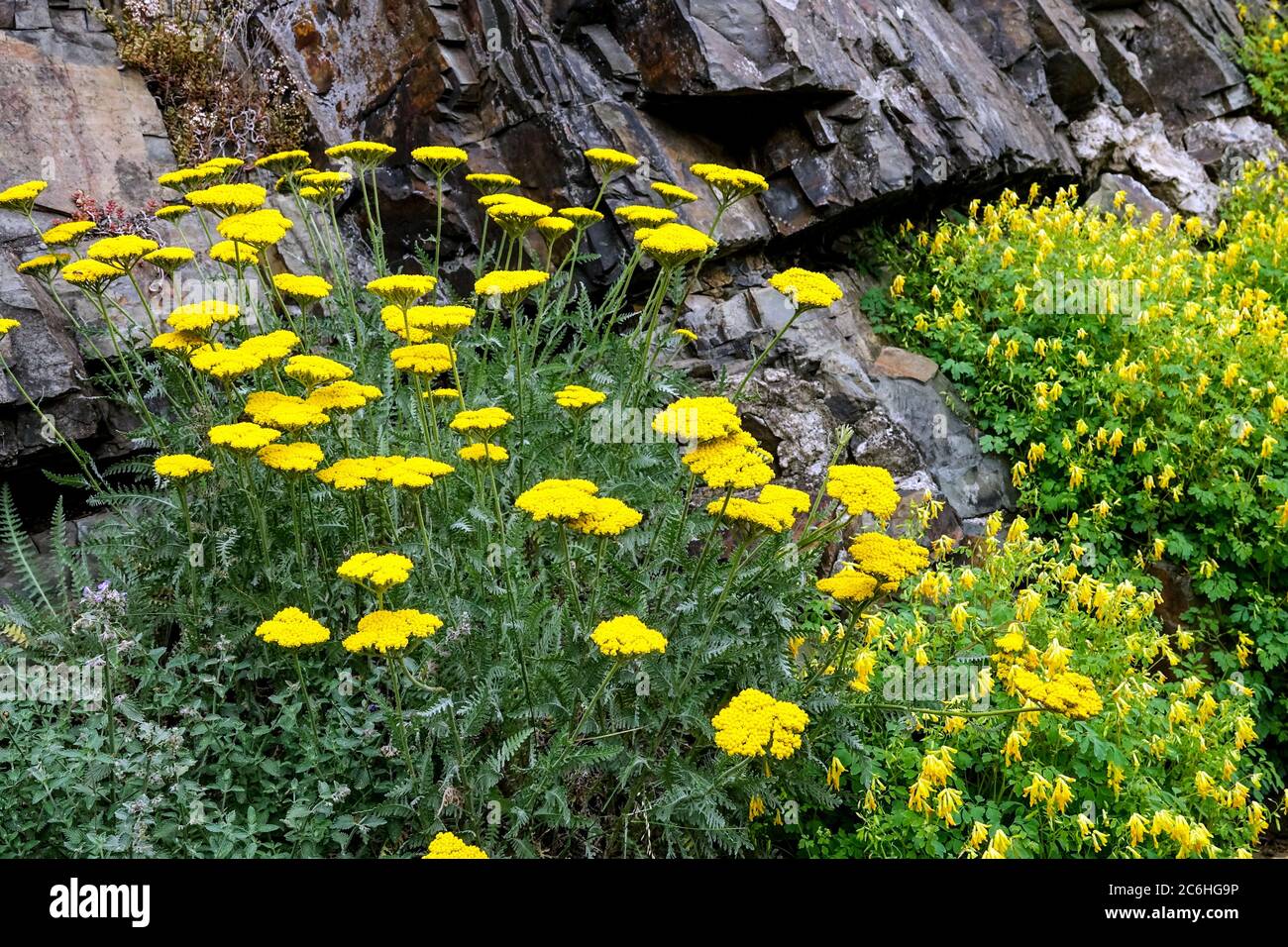 Garden scene with yellow achillea Corydalis lutea on rock garden alpine plants rockery stone Stock Photo