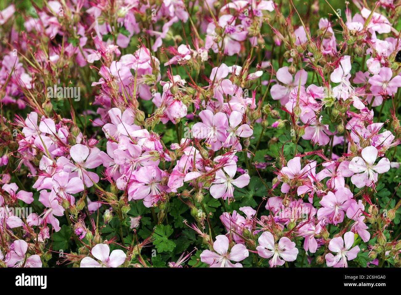 Pink geranium dalmaticum Stock Photo