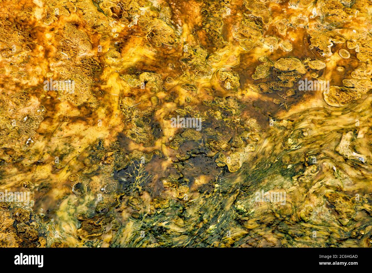 Colorful bands of thermophilic bacteria in Yellowstone National Park