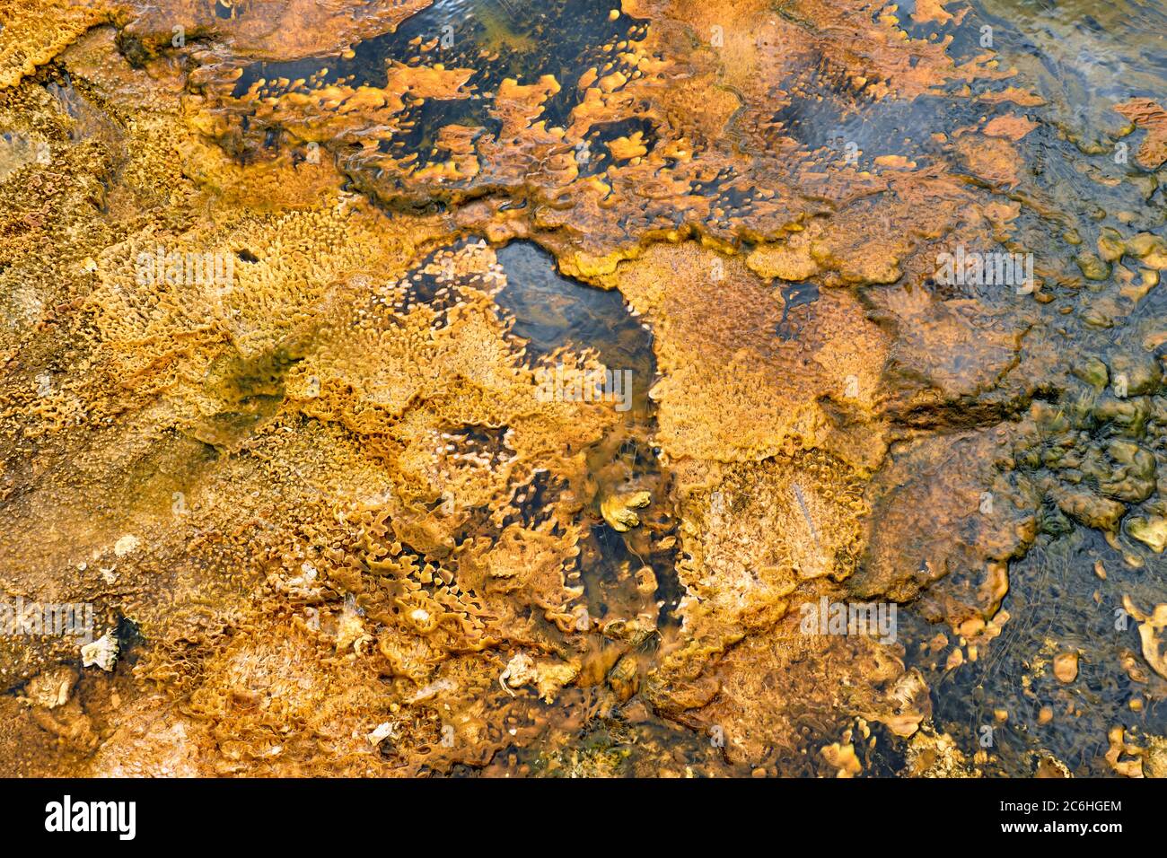 Colorful bands of thermophilic bacteria in Yellowstone National Park
