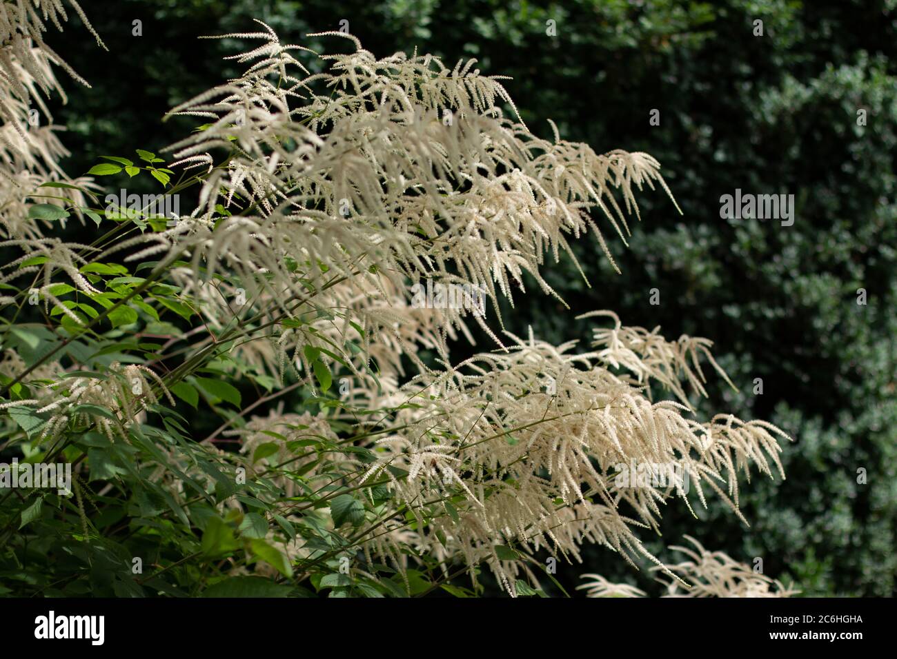 Goat's beard, a white flowering herbaceous perennial plant, Aruncus dioicus or Wald Geissbart Stock Photo