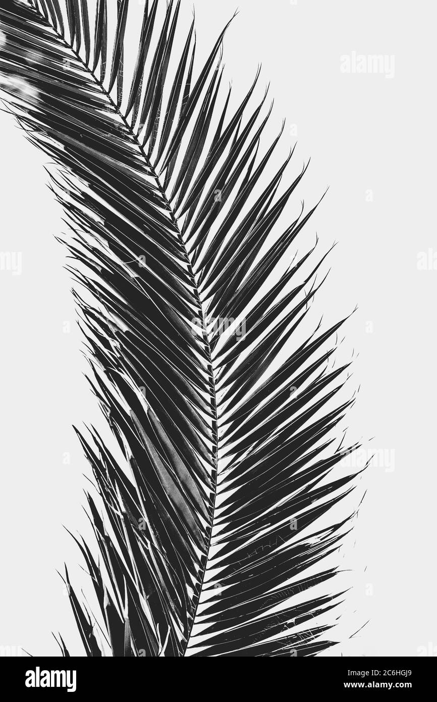 Palm tree branch silhouette in black and white Stock Photo - Alamy