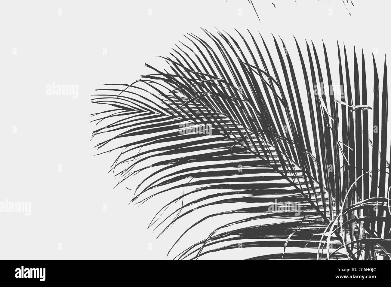 Palm tree branch silhouette in black and white Stock Photo - Alamy