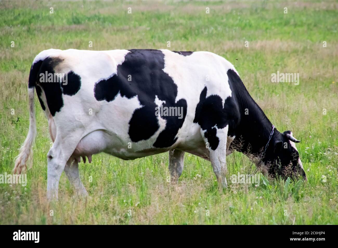 Black white cow in a green field Stock Photo - Alamy