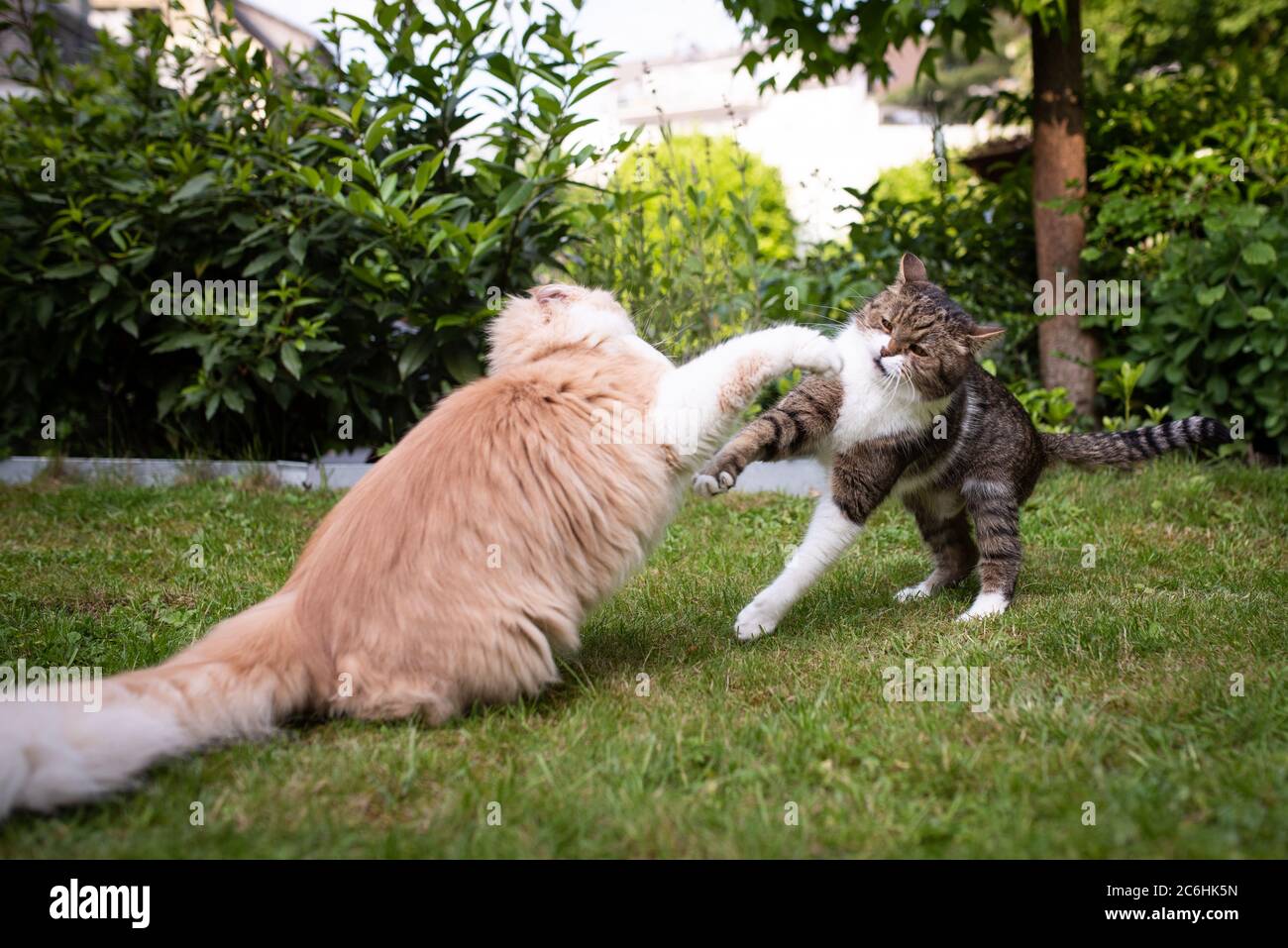two cats fighting in the back yard. Aggressive british shorthair and