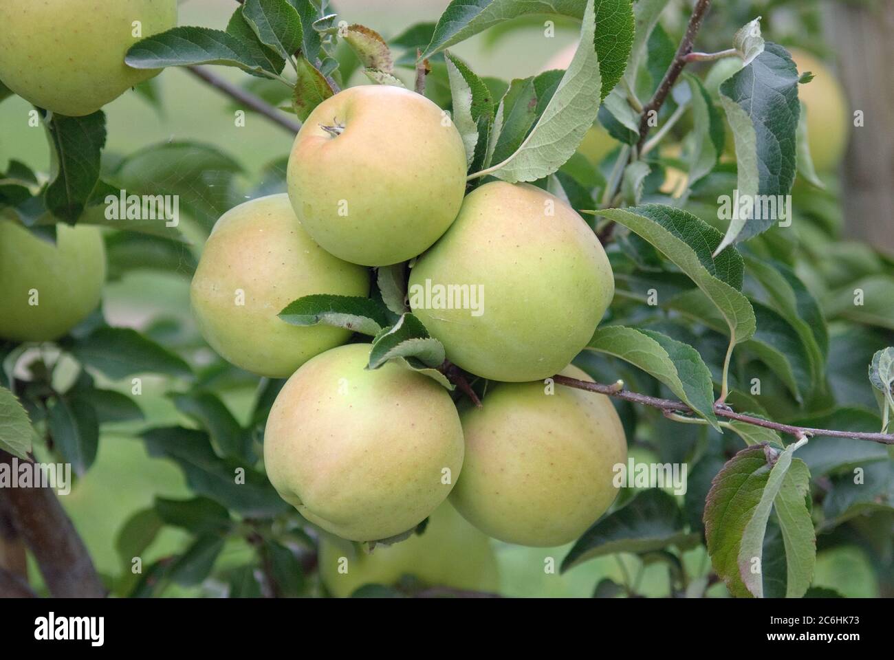 Apfel Malus domestica GOLDRUSH, Apple Malus domestica GOLDRUSH Stock Photo