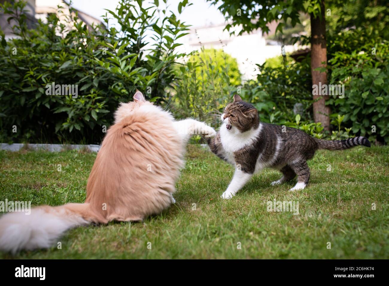 two cats fighting in the back yard. Aggressive british shorthair and