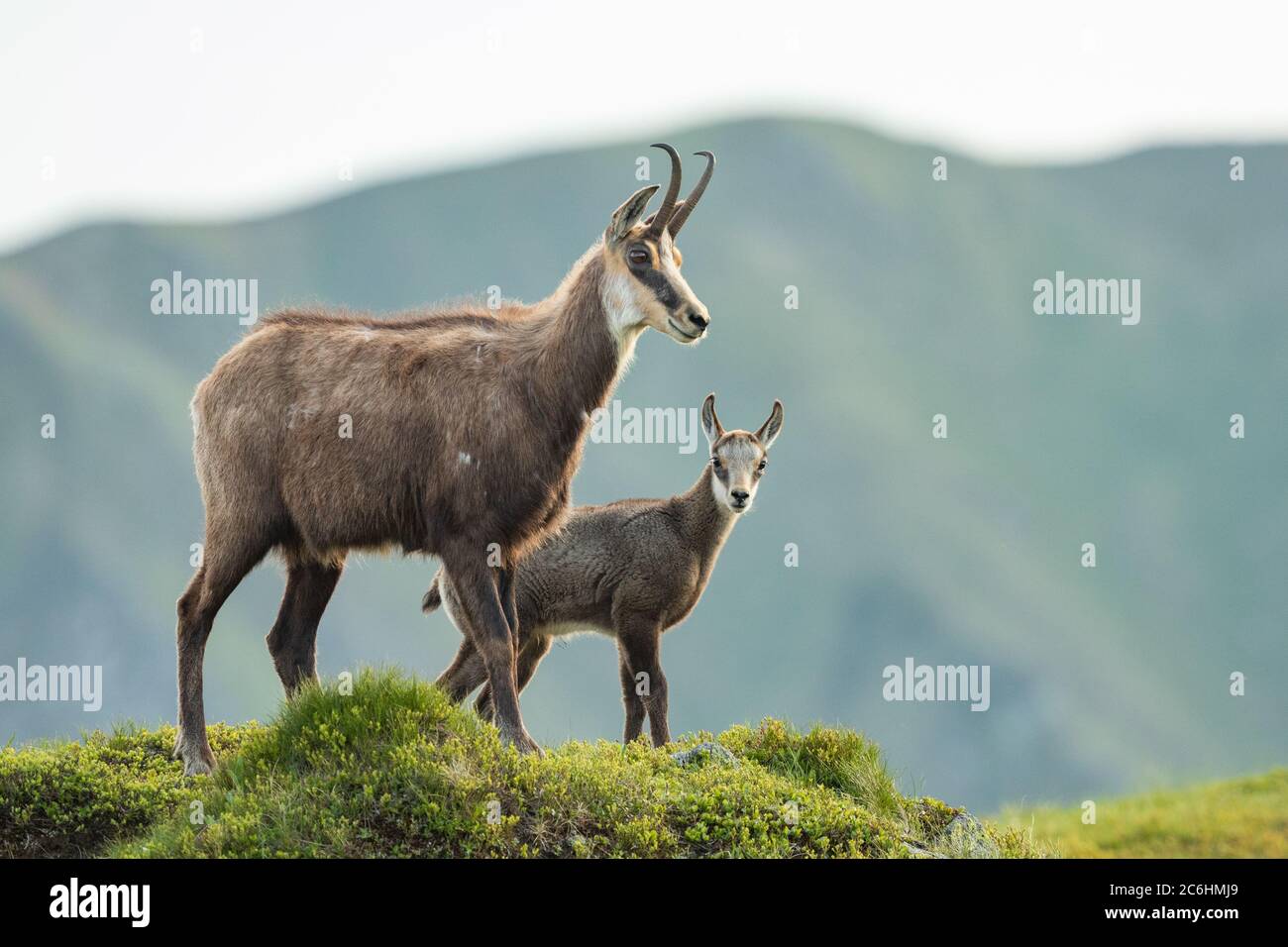 Chamois Mom With Baby Walking On The Mountain Meadow Rupicapra Rupicapra Slovakia Stock Photo Alamy