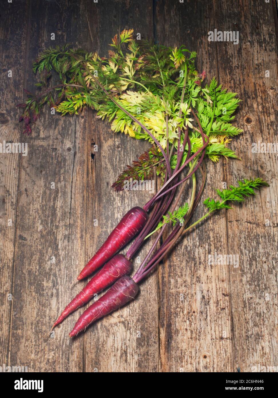 Studio shot of purple carrots on a rustic wooden background - John Gollop Stock Photo