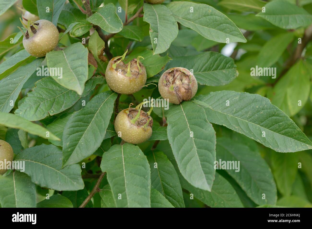 Echte Mispel Mespilus germanica Westerveld, Medlar Mespilus germanica Westerveld Stock Photo