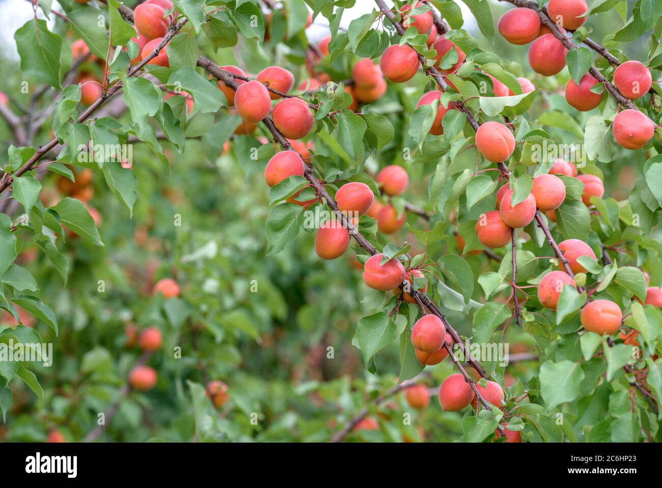 Aprikose Prunus Armeniaca Bergarouge Apricot Prunus Armeniaca Berga Rouge Stock Photo Alamy
