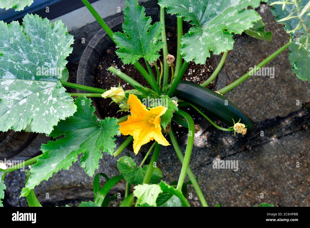 courgette plant, flowers and vegetable are edible, flowers used also