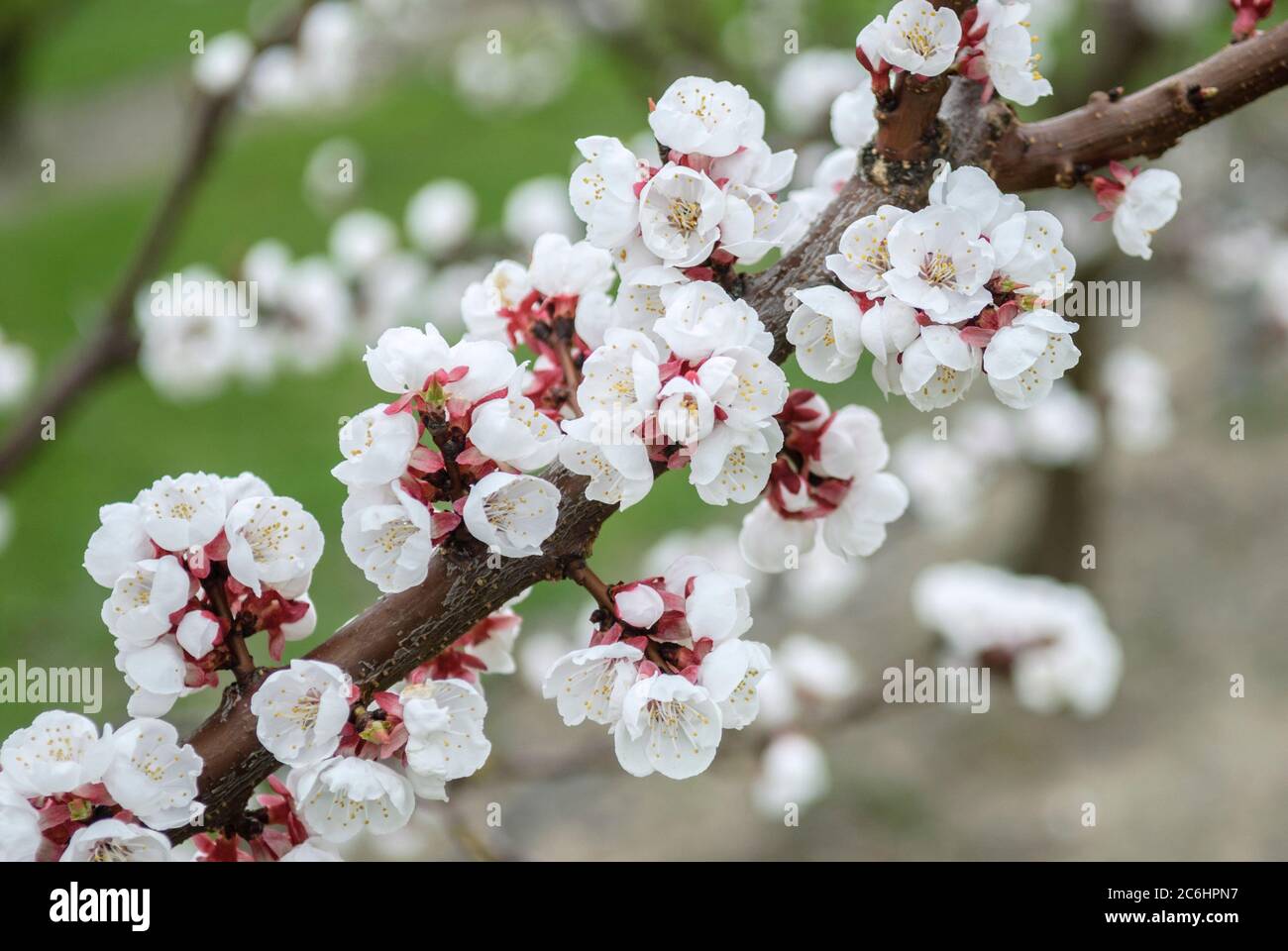 Aprikose Prunus armeniaca Hargrand, Apricot Prunus armeniaca Hargrand Stock Photo