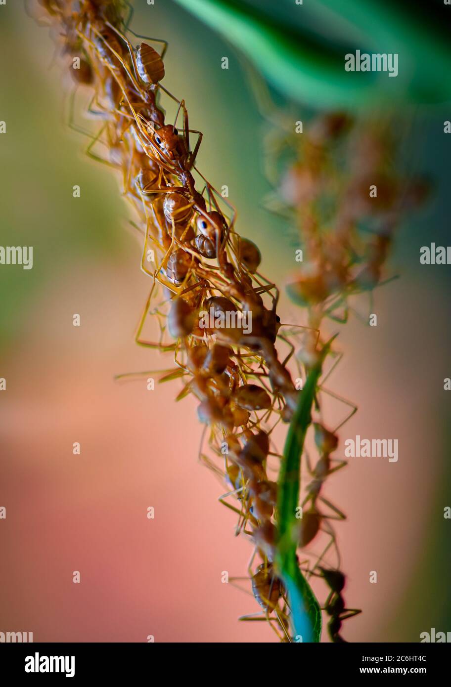 Cooperation of Weaver ants -Oecophylla smaragdina, forming a living chain during a nest build process Stock Photo
