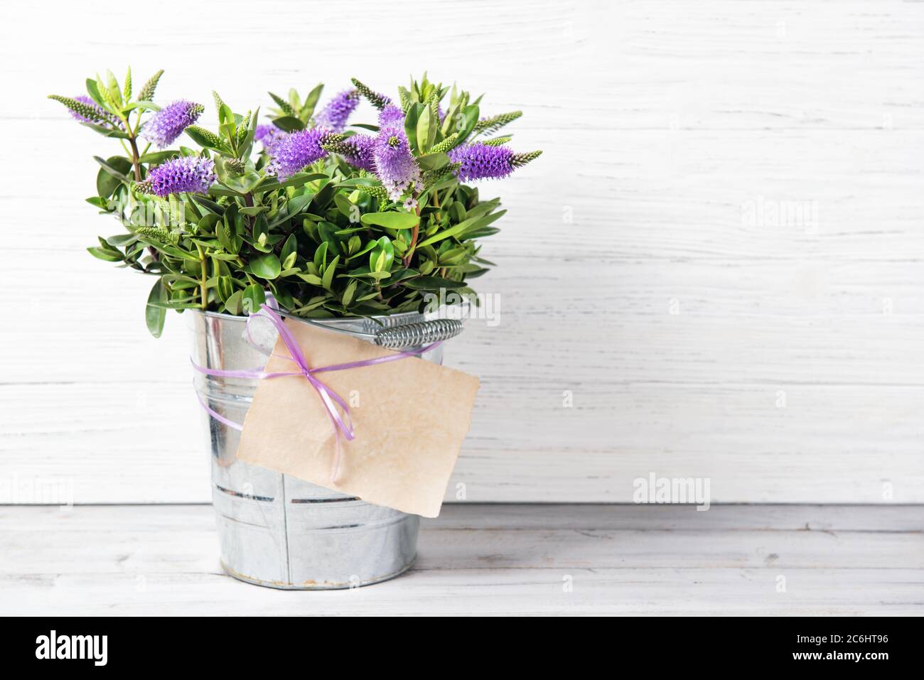 Fresh beautiful purple Hebe flowers in a bucket with empty card, wooden background with copy space Stock Photo