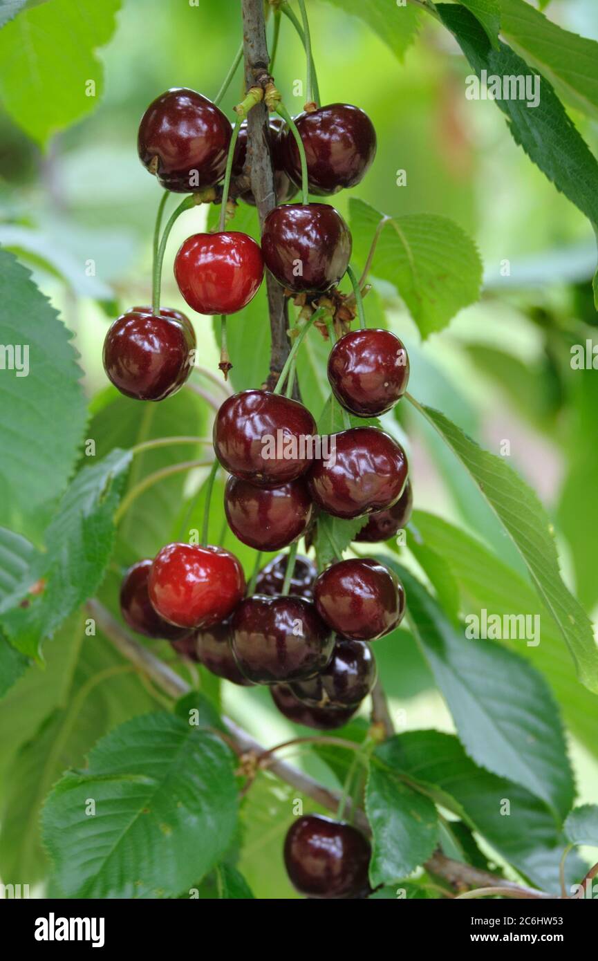 Suesskirsche Prunus avium Braune Leberkirsche, Sweet cherry Prunus avium cherry brown liver Stock Photo