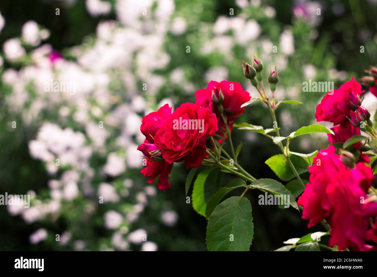 Red rose blurred background hi-res stock photography and images - Alamy