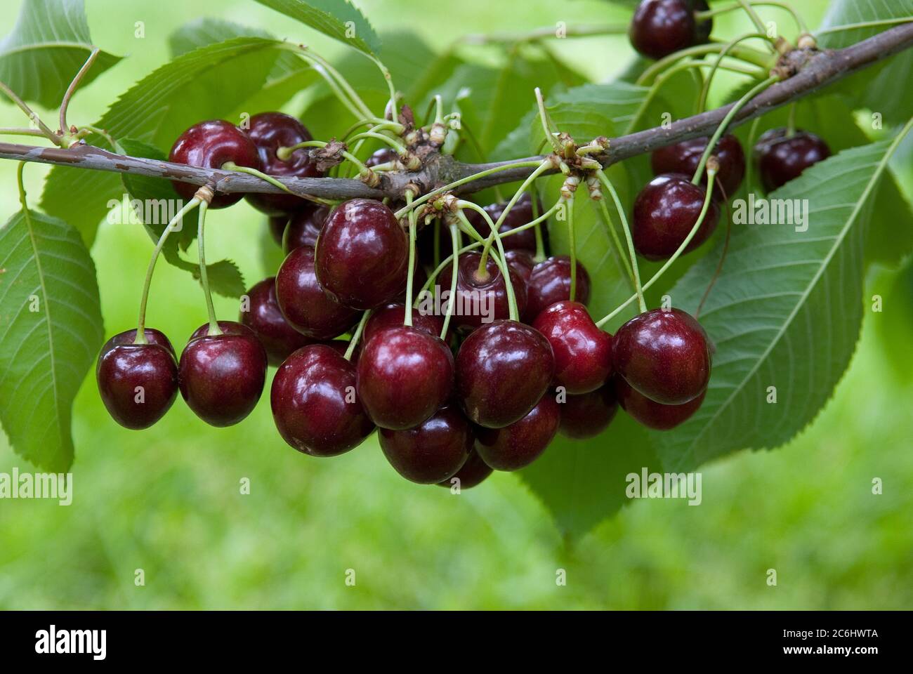 Suess-Kirsche Prunus avium Kanada, Sweet cherry Prunus avium Canada Stock Photo
