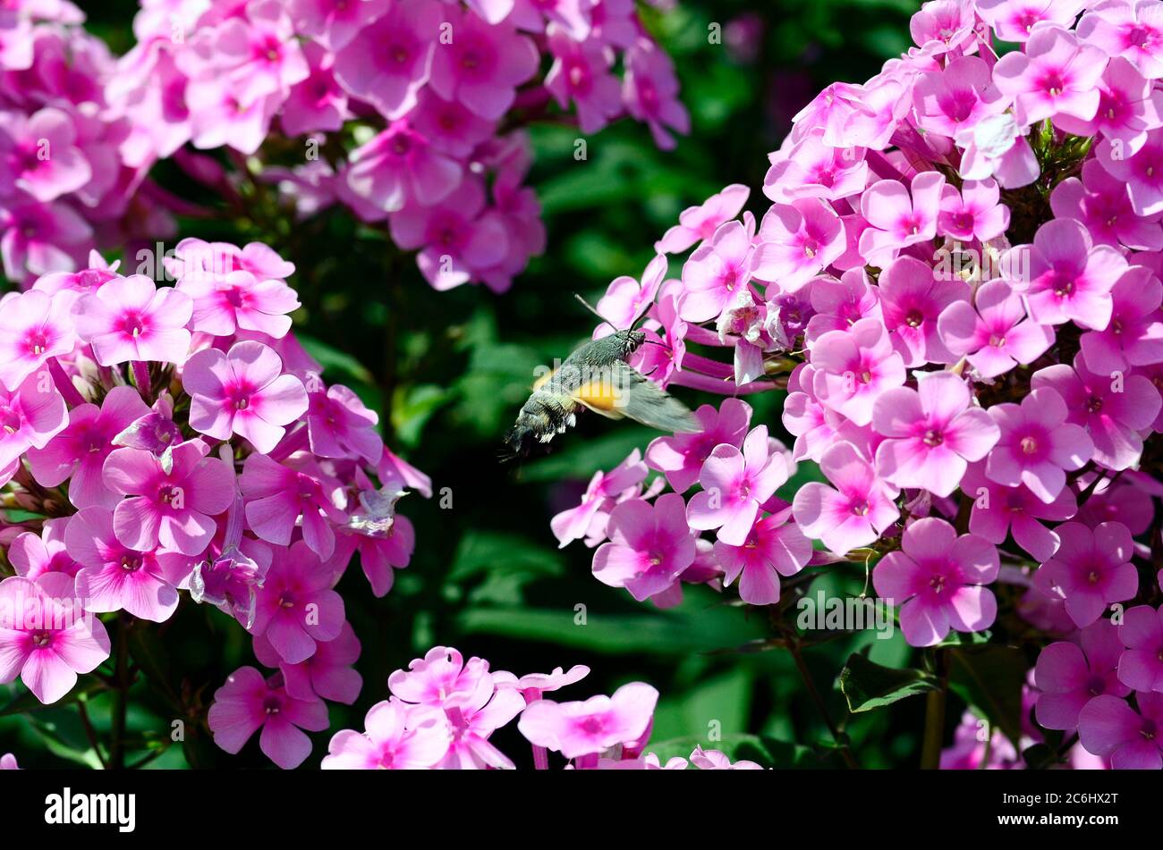 hummingbird hawkmoth on phlox flower Stock Photo