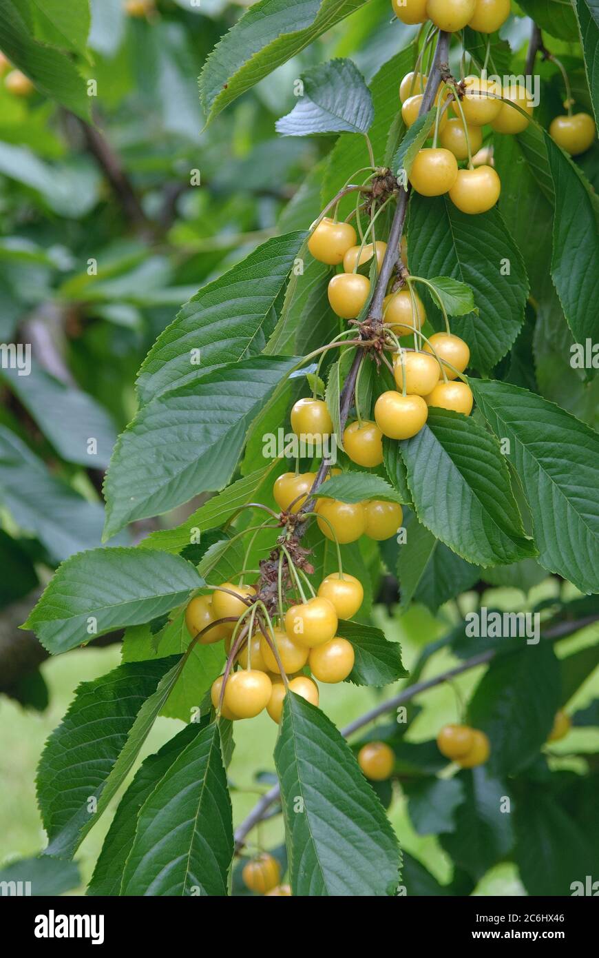 Suess-Kirsche Prunus avium Najella, Sweet cherry Prunus avium Najella Stock Photo