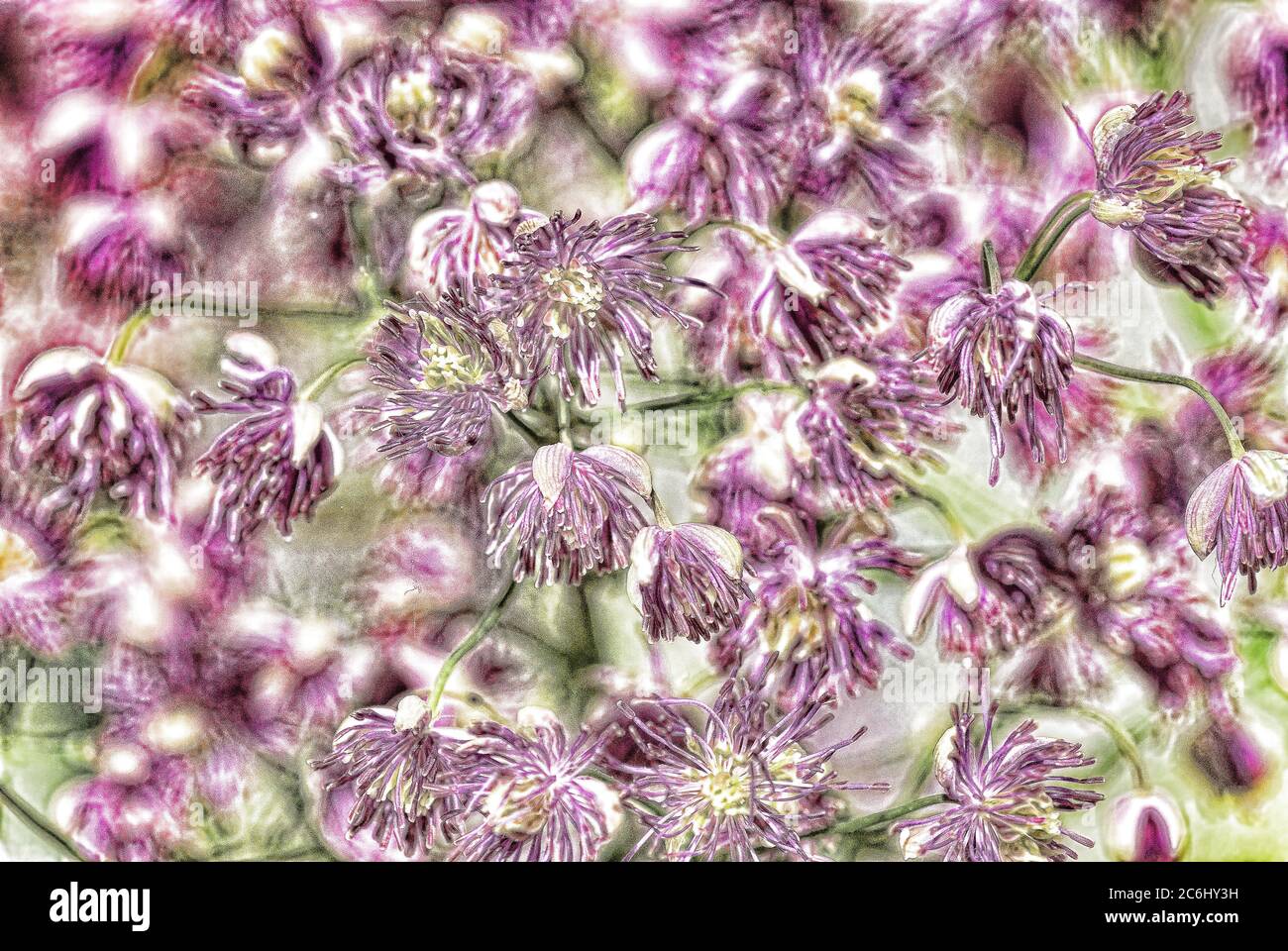 Digital manipulation of Valerian flower heads.  Macro. Bright pink and white Valerian, flower heads display. Beautiful pink pattern. Stock Photo