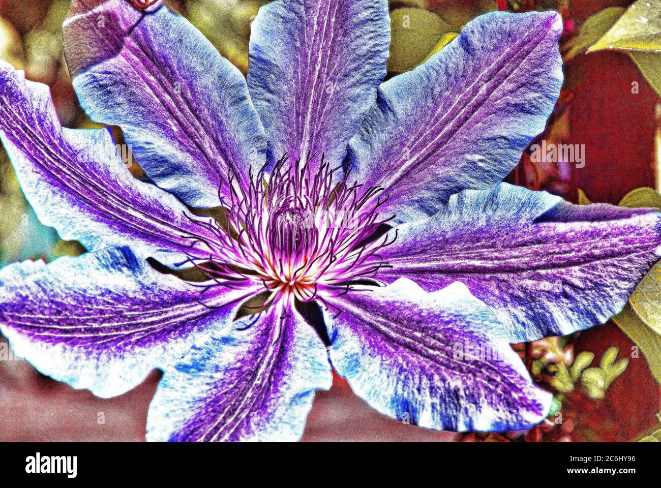 Digital manipulation of Bright pink and white clematis, Nelly, Moser,  large flower head display.  Semi macro. Stock Photo
