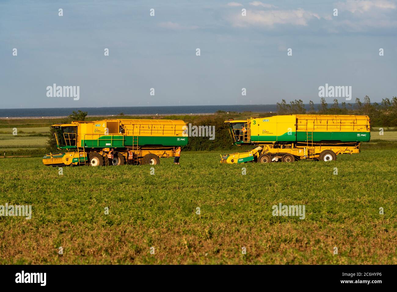 Anglian Pea Growers Bawdsey Suffolk UK Stock Photo