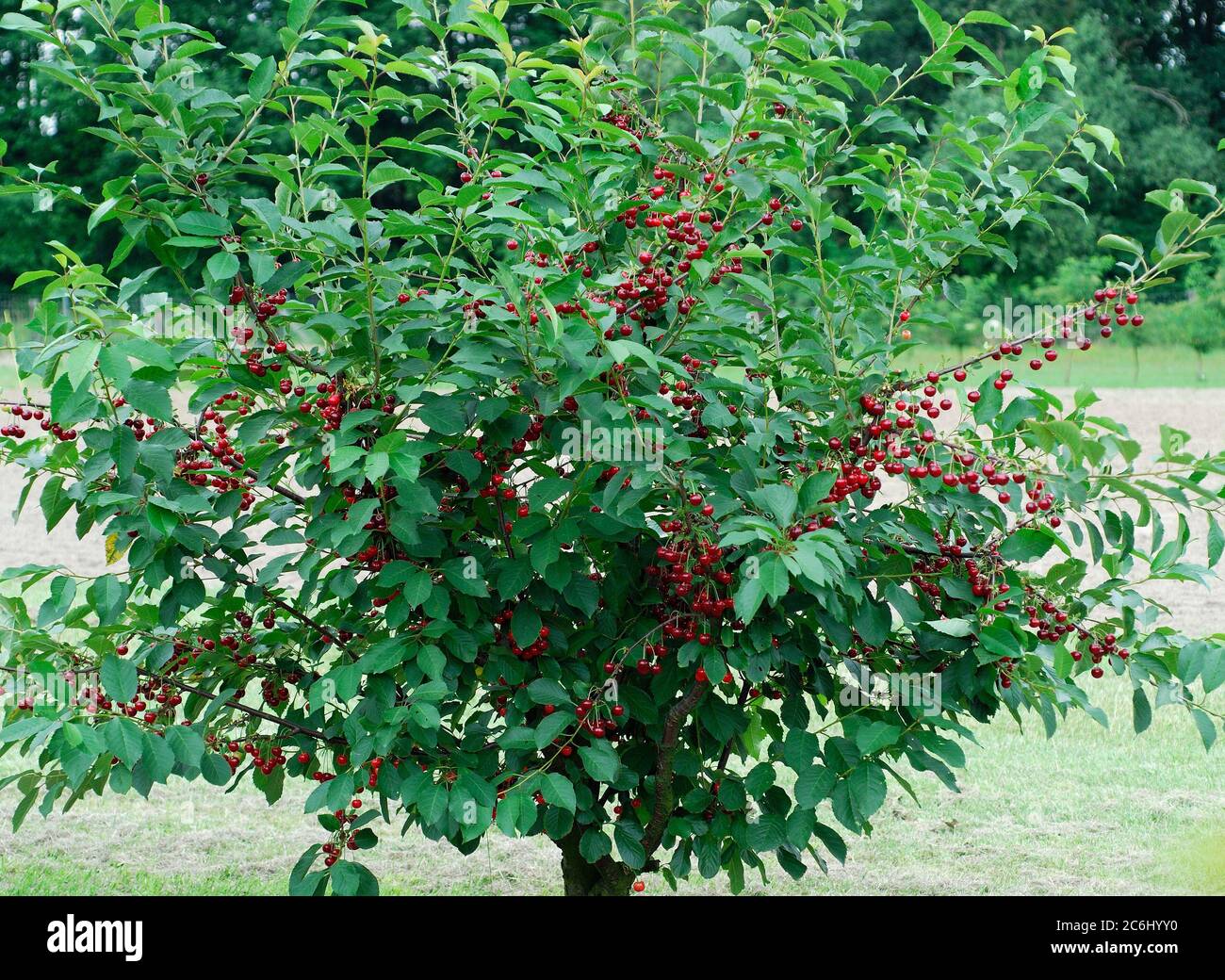 Prunus cerasus Rubellit, Prunus cerasus Rubellit Stock Photo